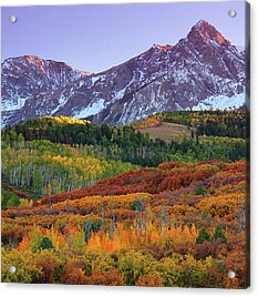 Sneffels Sunset Acrylic Print by Darren White