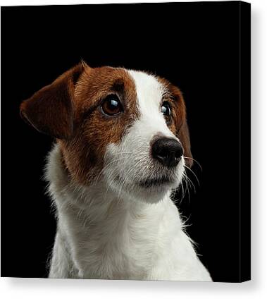 Jack Russell Canvas Prints