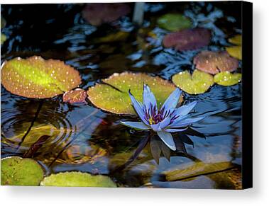 Lily Pads Photos Limited Time Promotions