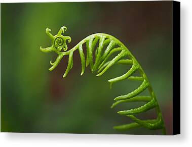 Frond Photos Limited Time Promotions