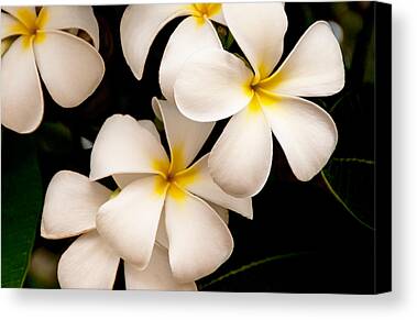 Plumeria Photos Limited Time Promotions