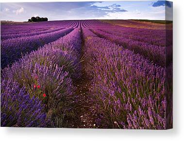 STUNNING LAVENDER FIELD LANDSCAPE CANVAS #339 FRENCH LAVENDER A1 CANVAS PICTURE 