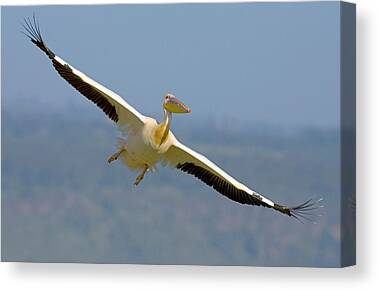 Flying White Pelicans Canvas Prints