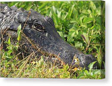 Louisiana swamp alligator 16 x 20 canvas — BRIANANDREWBYRD