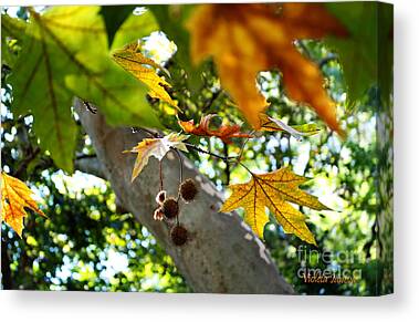 Designs Similar to Autumn Sycamore Leaves