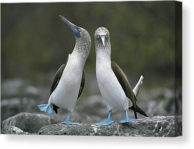 Tui Canvas Prints