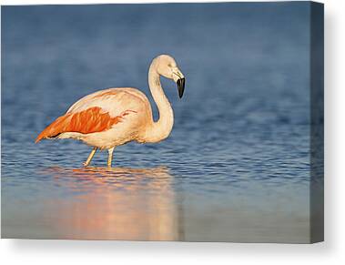 Chilean Flamingo Canvas Prints