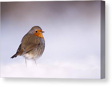 Bird Photography Snow Canvas Prints