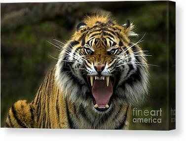 Eye Of The Tiger Canvas Prints