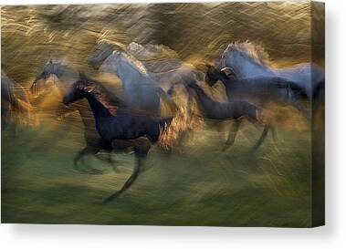 Impressionistic Horse Photos Canvas Prints