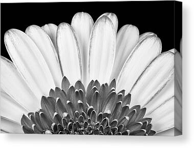 Gerber Daisy Canvas Prints