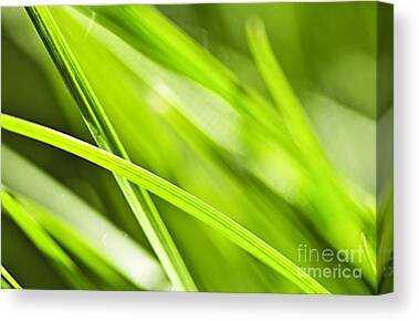 Raindrops Nature Grasses Green Water Canvas Prints