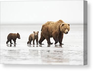 Bear Photography Earth Day Canvas Prints