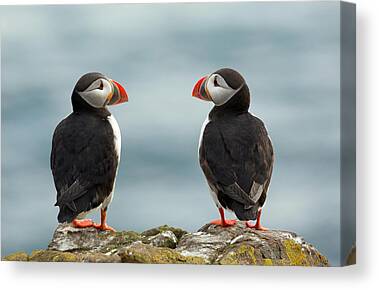 Puffin Canvas Prints
