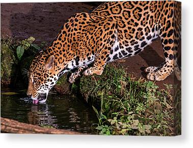 Jaguar Animal Canvas Prints & Wall Art (Page #14 of 35) - Fine Art America