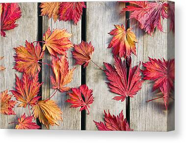 Japanese Fall Foliage Canvas Prints