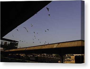 Pigeons Over A Railway Station Canvas Prints