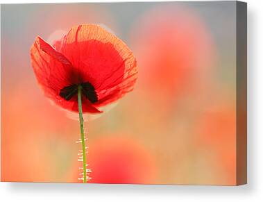 Morning Poppies Canvas Prints