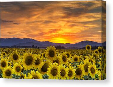 Designs Similar to Sunflower Sunset by Mark Kiver