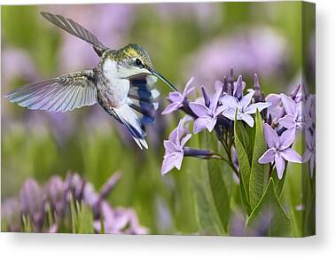 Spring Canvas Prints