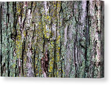 Tree Bark Detail Study Moss Nature Branches Leaves Green Canvas Prints