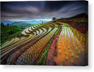 Rice Farming Canvas Prints