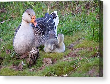 Chines Goose Canvas Prints