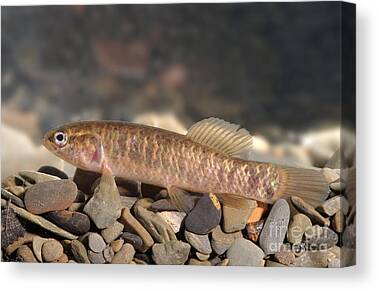Minnow Canvas Prints & Wall Art for Sale (Page #2 of 13) - Fine Art America
