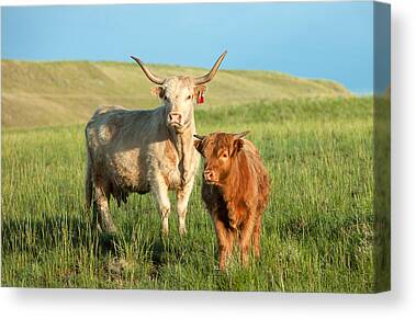 Beef Cattle Canvas Prints