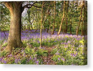 STUNNING BLUEBELL WOODS WOODLAND FOREST CANVAS PICTURE PRINT WALL ART #101 