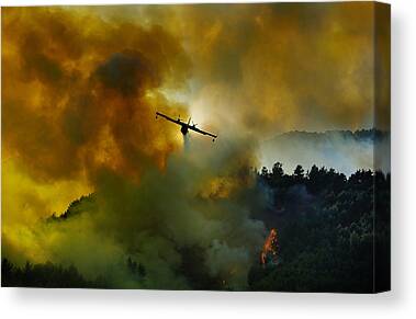 Flame Of The Forest Canvas Prints