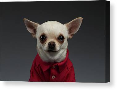 Chihuahua Dog Canvas Prints