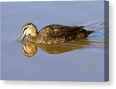 Pacific Black Duck Canvas Prints