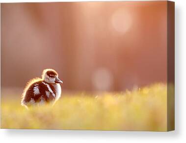 Egyptian Geese Canvas Prints