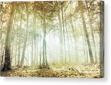 Enchanted Forest Photos Canvas Prints