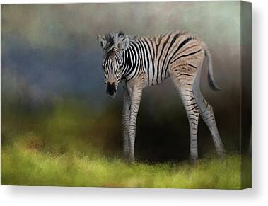 Newborn zebra colt with long skinny legs Solid-Faced Canvas Print