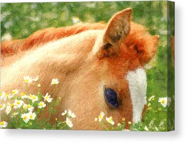 Mare In Field Canvas Prints
