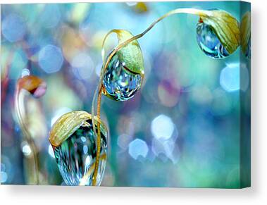Water Droplets: Sharon Johnstone Moss Canvas Prints