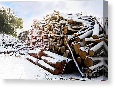 Stacked Birch Logs on Lumber Yard Photograph by Taina Sohlman - Fine Art  America