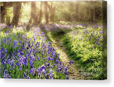 STUNNING BLUEBELL WOODS WOODLAND FOREST CANVAS PICTURE PRINT WALL ART #101 