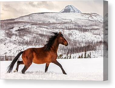 Winter Animals Horse Photos Canvas Prints