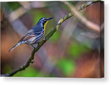 New World Warbler Canvas Prints