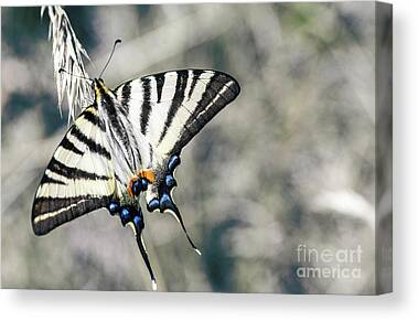 3dRoseAwesome Yellow Swallowtail Butterfly Photography Framed Tile 6 x 6 
