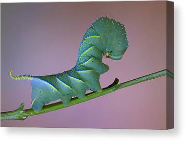 Sphinx Moth Caterpillar Canvas Prints