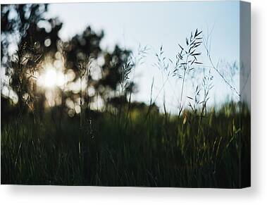 Picture Poster Art Framed Print Sun Glancing through Trees in a Grassy Field 