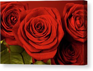 Red Rose Flower Bud With Water Dew Rain 5 Panel Canvas Print Wall Art Painting