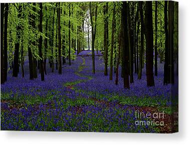 Print on Canvas Narrow path through beautiful bluebell woods 30x20 Inch 