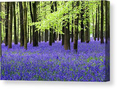 Picture Print Bluebells in the Wood 12"x12" Wall Art Canvas Decor FL-30-C12 