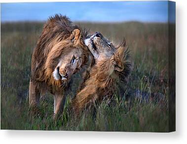 LION 'WHY I'M KING' QUOTE MODERN ICONIC CANVAS ART PRINT PICTURE Art Williams 