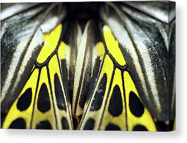 Close-up Of The Wings Of A Butterfly Art Print by Stockbyte